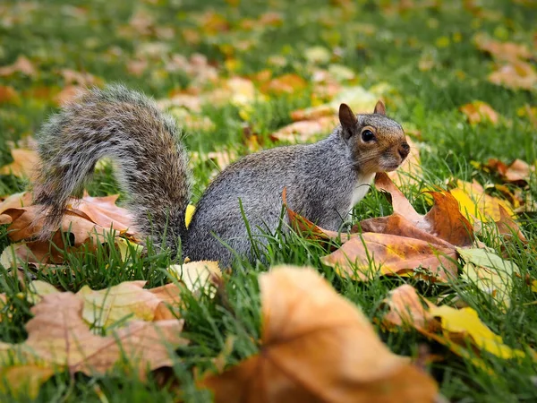 Eichhörnchen Sitzt Auf Dem Gras Zwischen Herbstblättern — Stockfoto