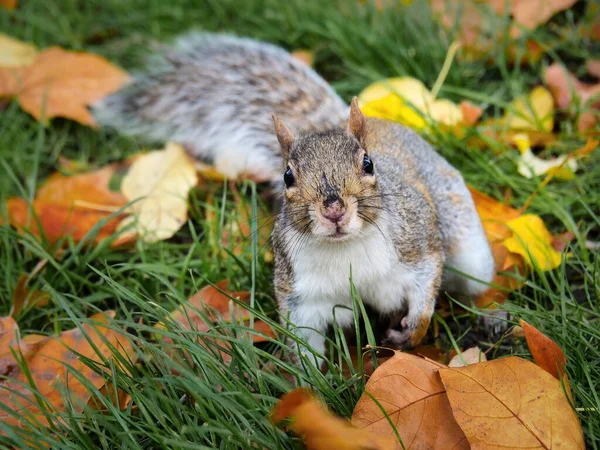 Wiewiórka Siedzi Trawie Wśród Jesiennych Liści — Zdjęcie stockowe