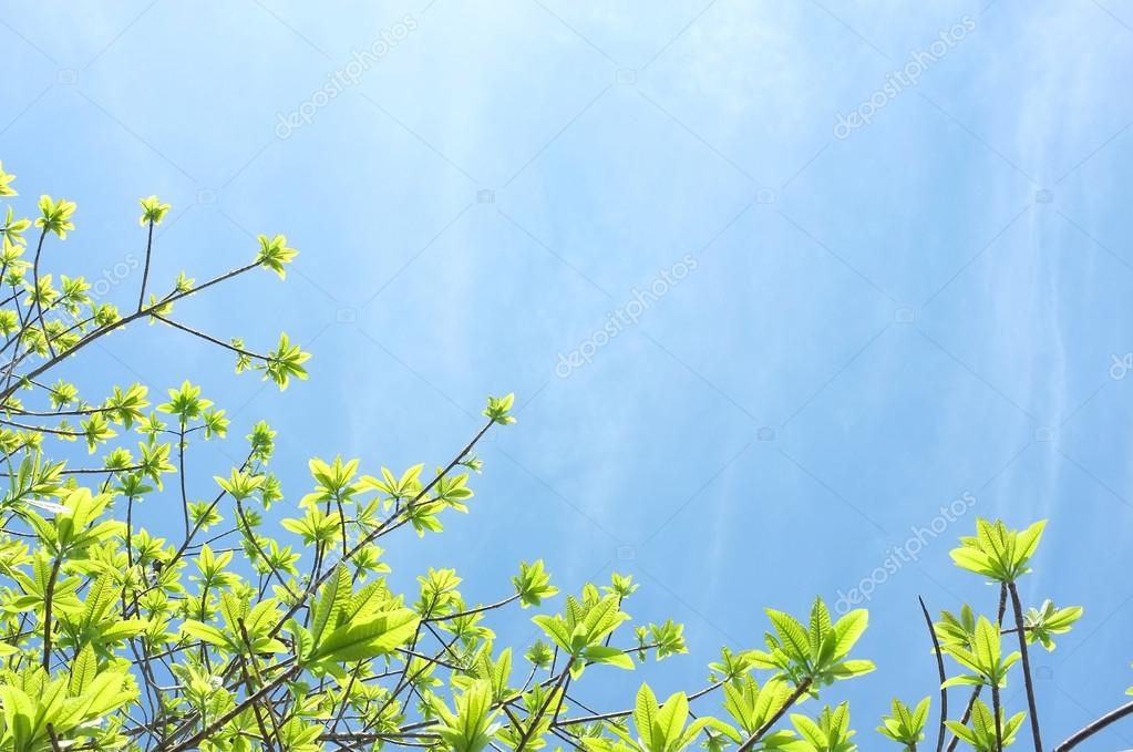 sunstep
