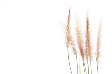 Beyaz arkaplanda yeşil çimen