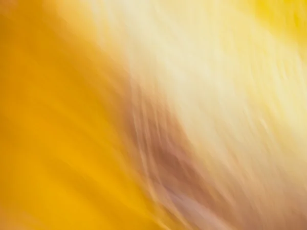 Marrone e giallo — Foto Stock