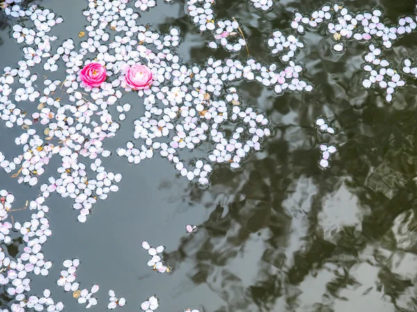 Sakura yaprakları — Stok fotoğraf