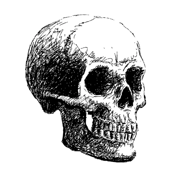 두개골의 측면 보기 — 스톡 벡터