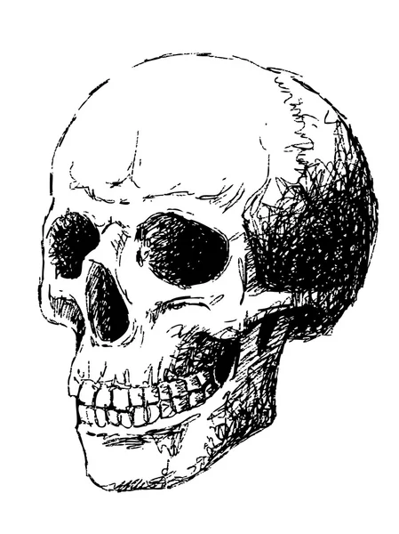 두개골의 측면 보기 — 스톡 벡터