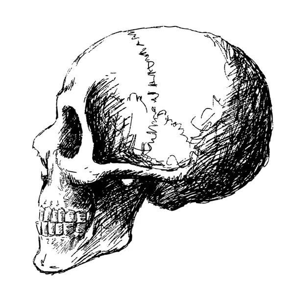 Side view of skull — Stock Vector
