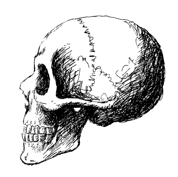 두개골의 측면 보기 — 스톡 벡터