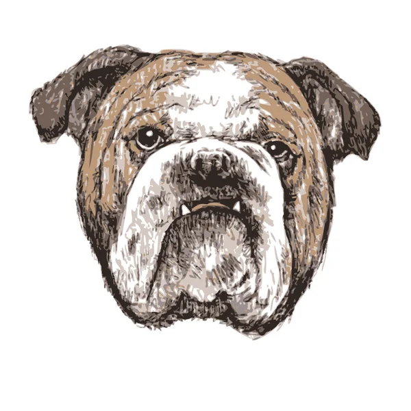 Bulldog — Stock Vector