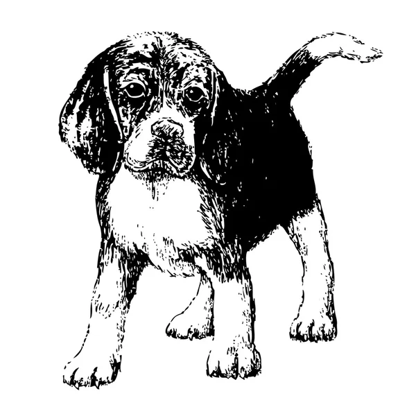 Beagle. — Archivo Imágenes Vectoriales