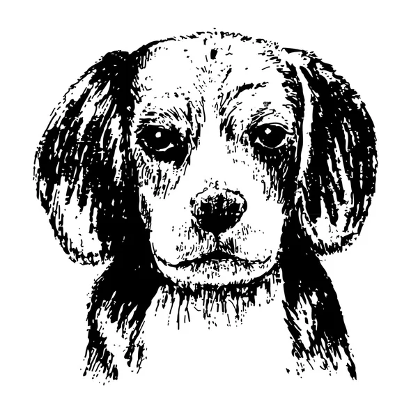 Beagle. — Vector de stock