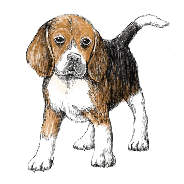 Beagle — Stockový vektor