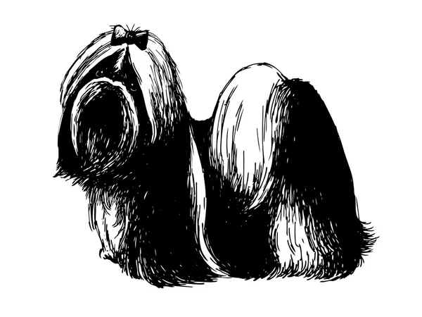 Shih tzu. — Archivo Imágenes Vectoriales