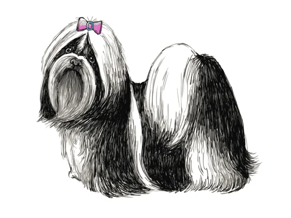 Shih Tzu