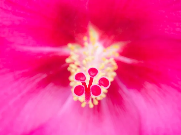 Konföderierte Rose — Stockfoto