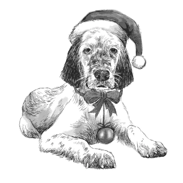 English setter with christmas hat — Stock Vector