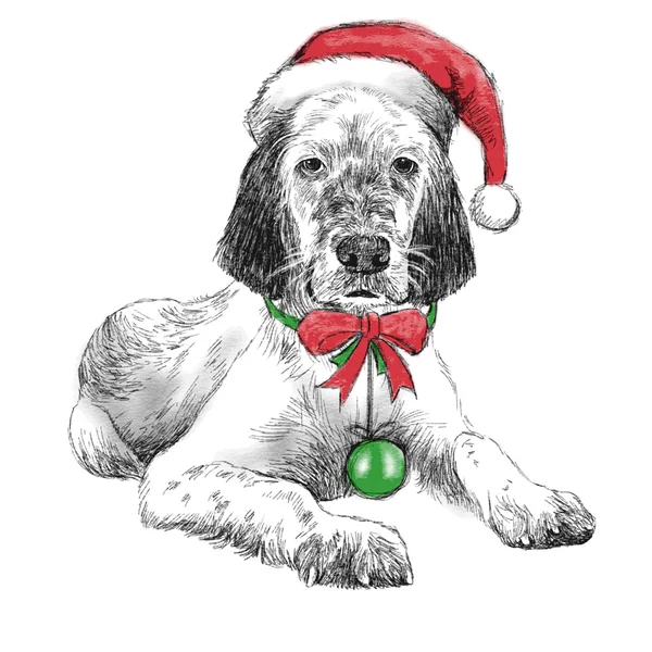 Setter Inglés con sombrero de Navidad — Vector de stock