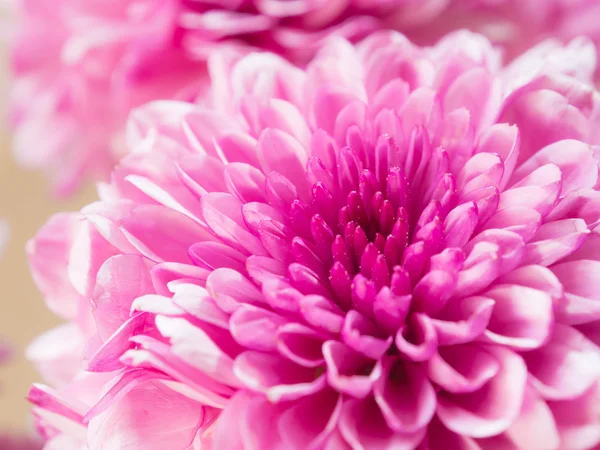 Chrysanthemum — Stock Photo, Image