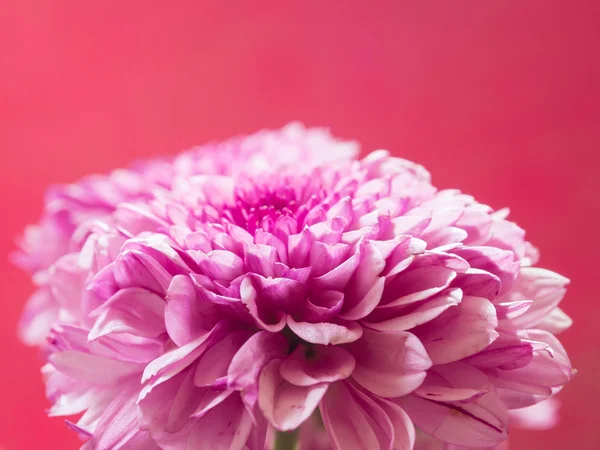 Chrysanthemum — Stock Photo, Image