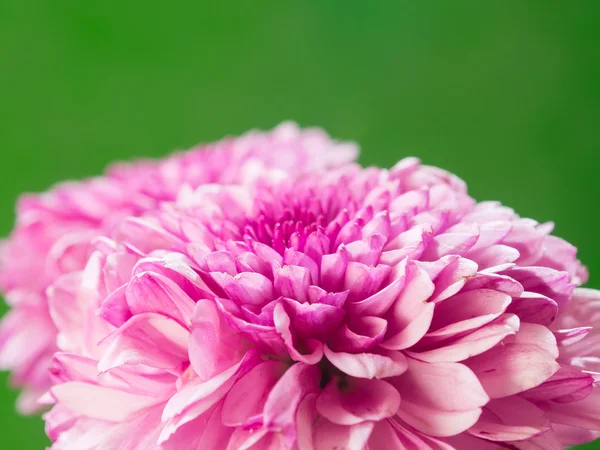 Chrysanthemum — Stock Photo, Image