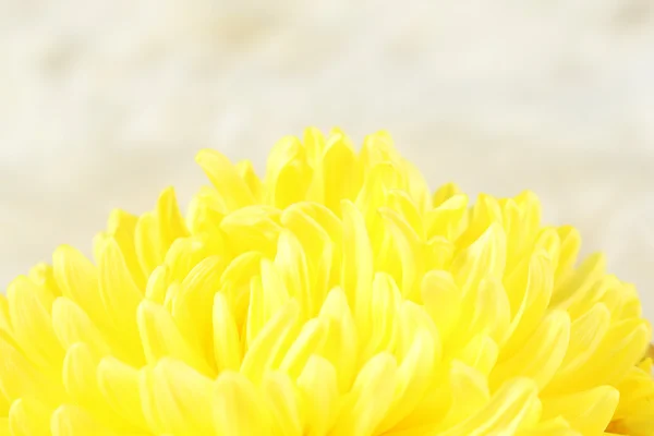 Yellow chrysanthemum — Stock Photo, Image