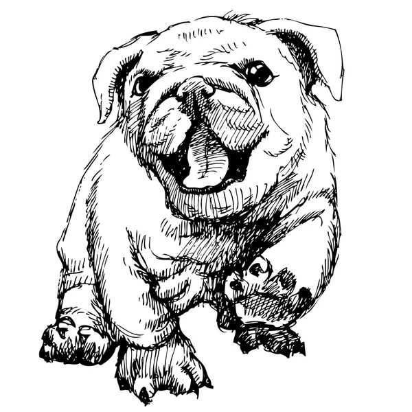 Bouledogue — Image vectorielle