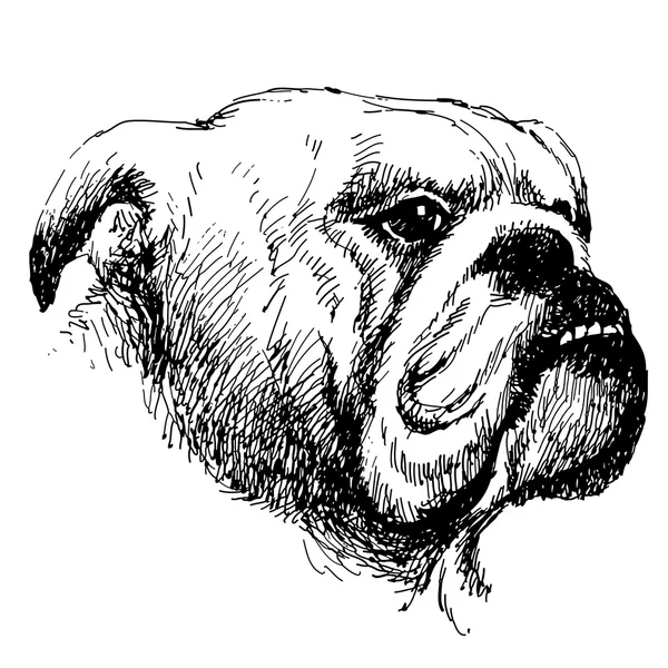 Bulldog. — Vetor de Stock