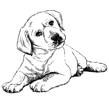 Labrador geri almak