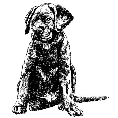 Labrador geri almak