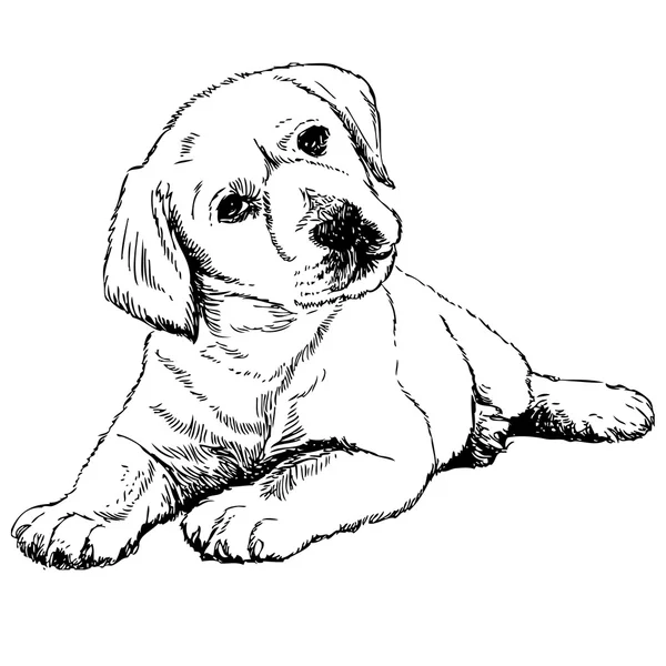 Labrador retriever — Stockvector