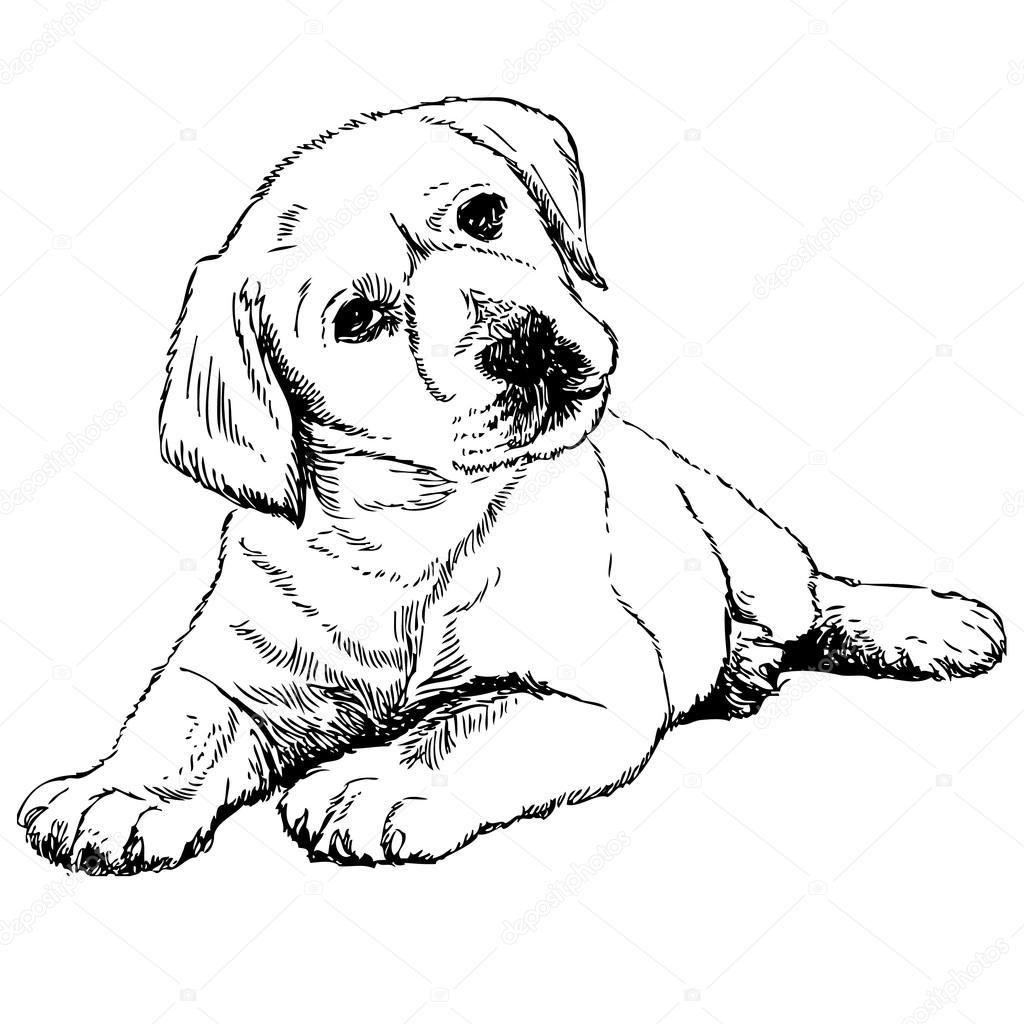 Download Labrador Retriever — Stock Vector © simpleBE #69099741