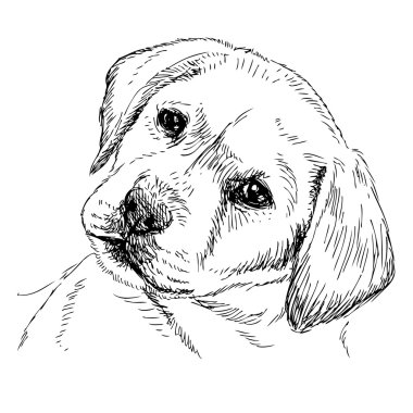 Labrador geri almak