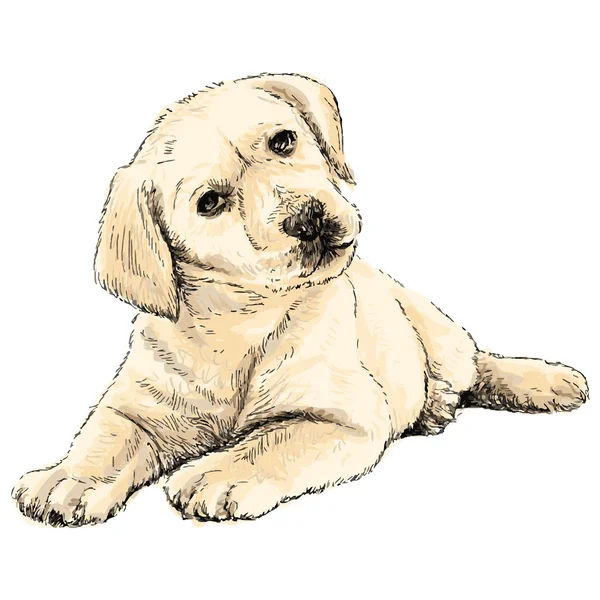 Labrador retriever — Vector de stock