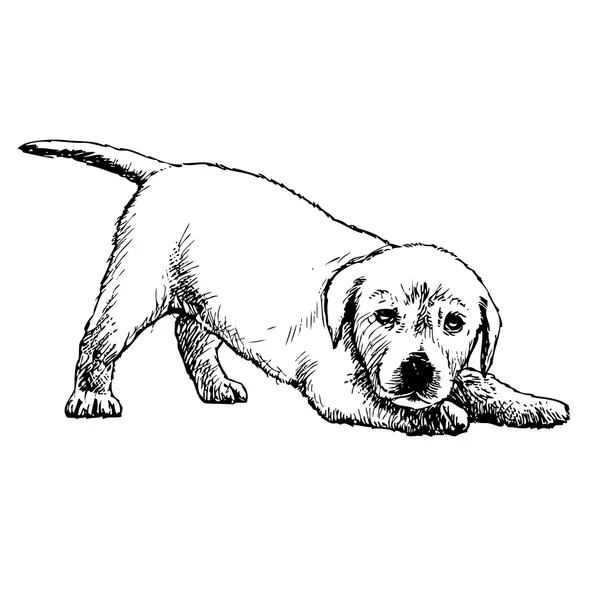 Labrador retriever — Stockvector