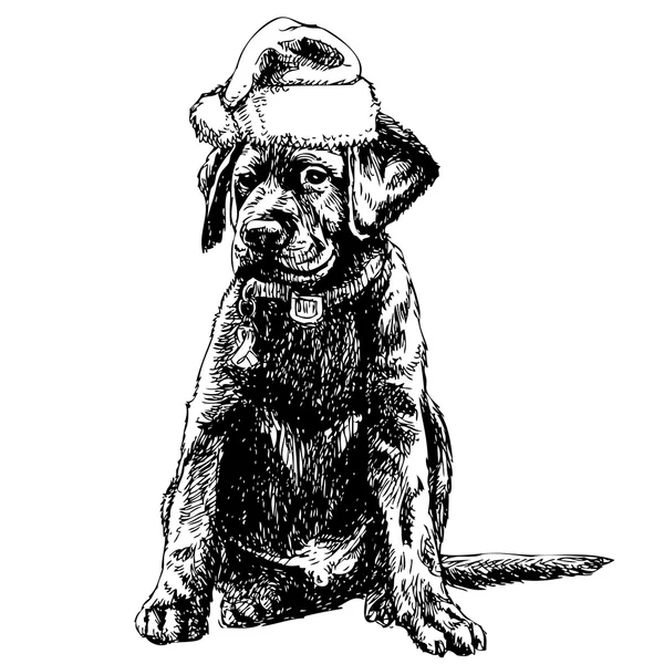 Labrador retriever — Image vectorielle