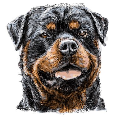 Rottweiler