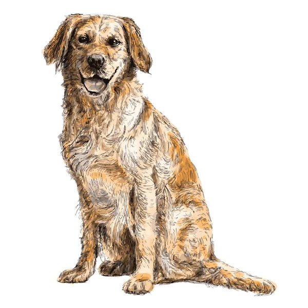 Labrador retriever — Image vectorielle