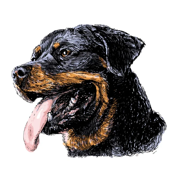 Rottweiler