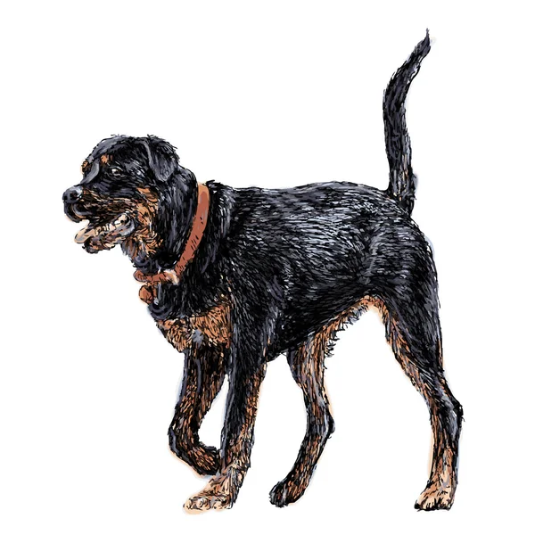 Rottweiler — Image vectorielle