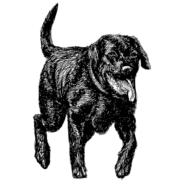 Labrador retriever — Wektor stockowy