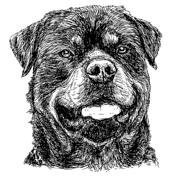 Rottweiler — Image vectorielle
