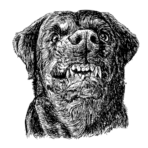 Rottweiler — Stockvektor