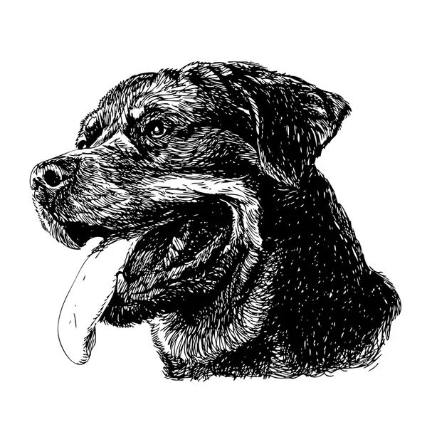 Rottweiler — Stockvector