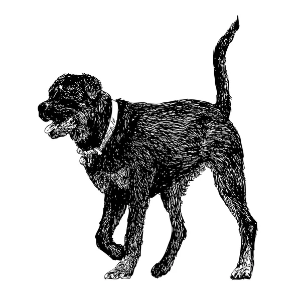 Rottweiler — Archivo Imágenes Vectoriales