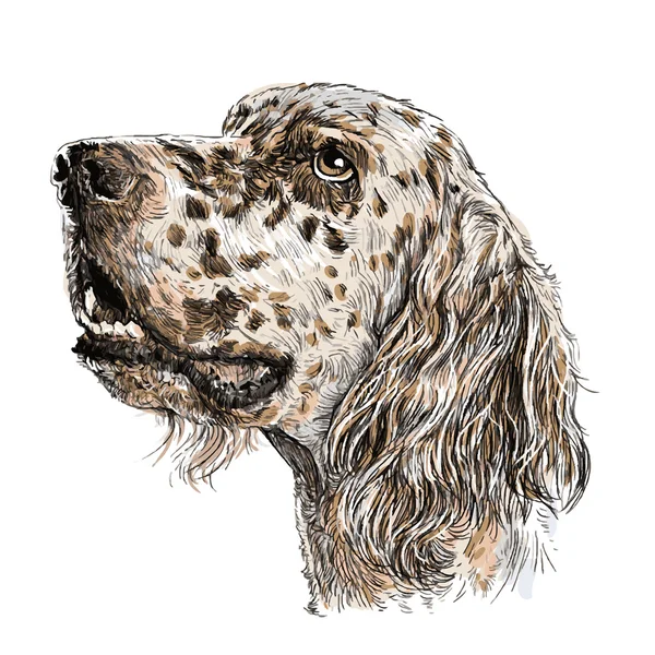 Setter inglese — Vettoriale Stock