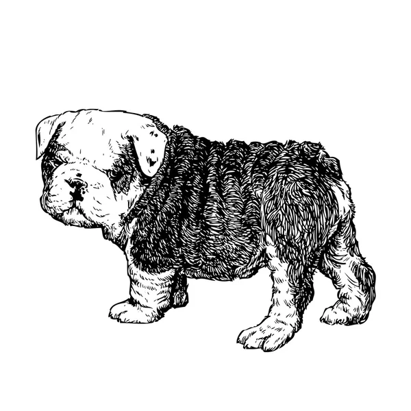 Bulldog cachorro — Vector de stock