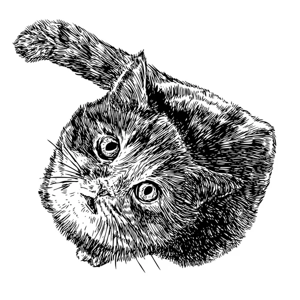 Pequeño gato — Archivo Imágenes Vectoriales