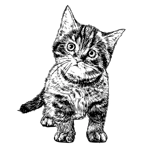 Pequeño gato — Archivo Imágenes Vectoriales
