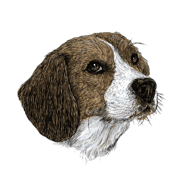 Beagle kézzel rajzolt — Stock Vector
