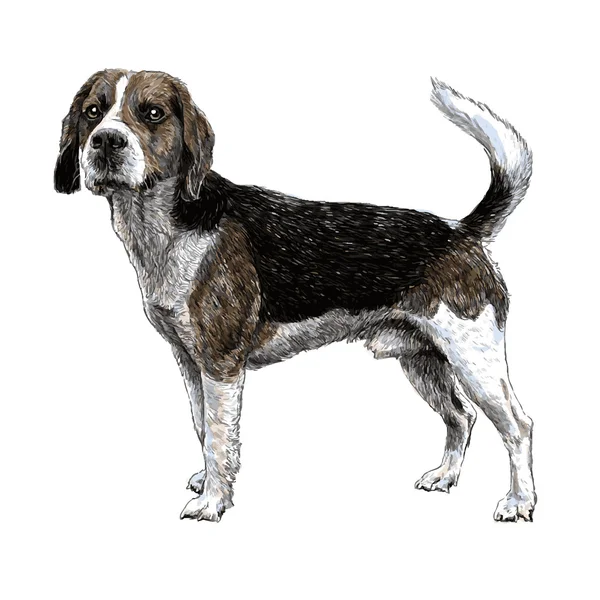 Beagle mão desenhada — Vetor de Stock