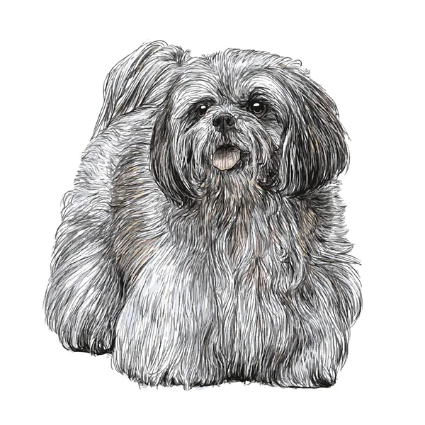 Lhasa Apso kézzel rajzolt — Stock Vector