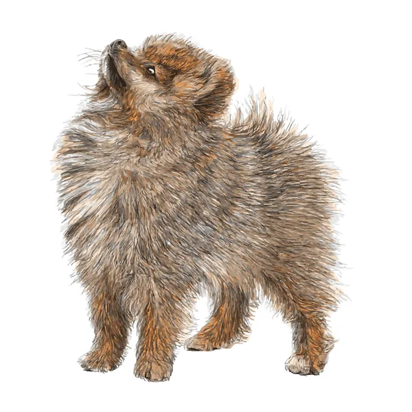 Pomeranian elle çizilmiş — Stok Vektör